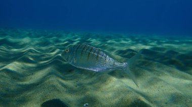Kum steenbras veya çizgili deniz kabuğu (Lithognathus mormyrus) deniz altı, Ege Denizi, Yunanistan, Halkidiki