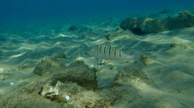 Kum steenbras veya çizgili deniz kabuğu (Lithognathus mormyrus) deniz altı, Ege Denizi, Yunanistan, Halkidiki