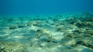 Kum steenbras veya çizgili deniz kabuğu (Lithognathus mormyrus) deniz altı, Ege Denizi, Yunanistan, Halkidiki