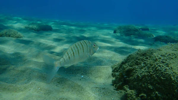 Sandsteenbras Oder Streifenbrassen Lithognathus Mormyrus Unter Wasser Ägäis Griechenland Chalkidiki — Stockfoto