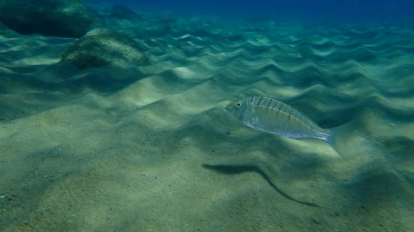 Steenbras Sable Dorade Rayée Lithognathus Mormyrus Sous Marine Mer Égée — Photo