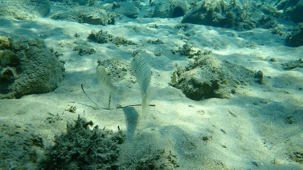 沙纹海胸罩或带条纹海胸罩 Lithognathus Mormyrus 爱琴海 Halkidiki — 图库照片