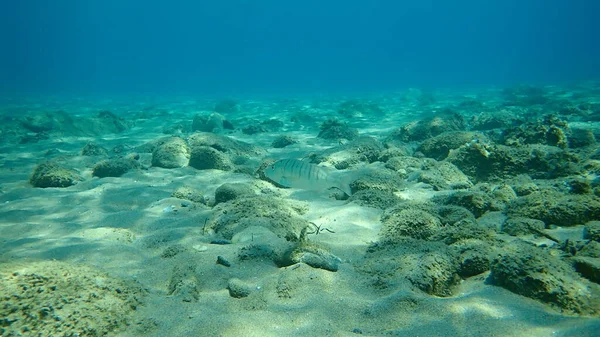 Esteenbras Arena Besugo Rayado Lithognathus Mormyrus Bajo Mar Mar Egeo — Foto de Stock