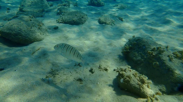 沙纹海胸罩或带条纹海胸罩 Lithognathus Mormyrus 爱琴海 Halkidiki — 图库照片