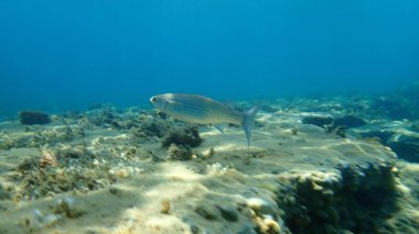 Düz başlı gri kefal, yassı başlı kefal, çizgili kefal (Mugil cephalus) deniz altı, Ege Denizi, Yunanistan, Halkidiki