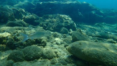 Düz başlı gri kefal, yassı başlı kefal, çizgili kefal (Mugil cephalus) deniz altı, Ege Denizi, Yunanistan, Halkidiki