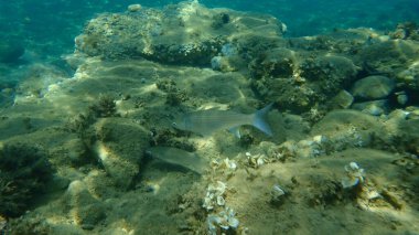 Düz başlı gri kefal, yassı başlı kefal, çizgili kefal (Mugil cephalus) deniz altı, Ege Denizi, Yunanistan, Halkidiki