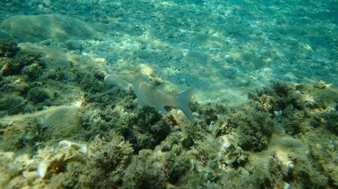 Düz başlı gri kefal, yassı başlı kefal, çizgili kefal (Mugil cephalus) deniz altı, Ege Denizi, Yunanistan, Halkidiki