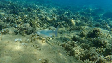 Düz başlı gri kefal, yassı başlı kefal, çizgili kefal (Mugil cephalus) deniz altı, Ege Denizi, Yunanistan, Halkidiki