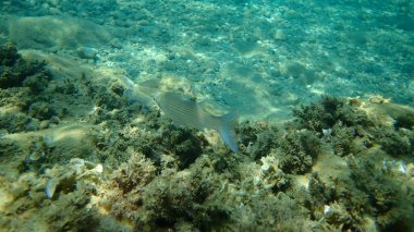 Düz başlı gri kefal, yassı başlı kefal, çizgili kefal (Mugil cephalus) deniz altı, Ege Denizi, Yunanistan, Halkidiki