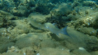 Düz başlı gri kefal, yassı başlı kefal, çizgili kefal (Mugil cephalus) deniz altı, Ege Denizi, Yunanistan, Halkidiki