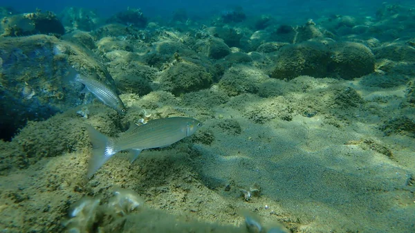 Salmonete Gris Salmonete Salmonete Rayado Mugil Cephalus Submarino Mar Egeo — Foto de Stock