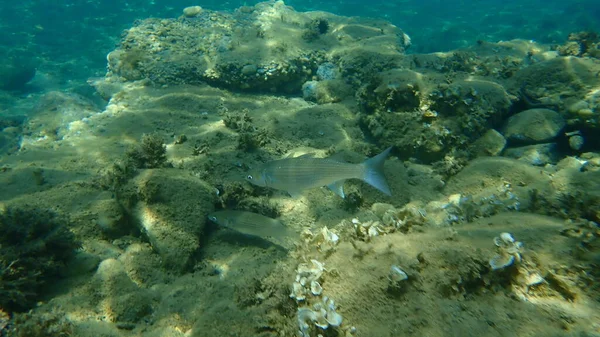 Düz başlı gri kefal, yassı başlı kefal, çizgili kefal (Mugil cephalus) deniz altı, Ege Denizi, Yunanistan, Halkidiki