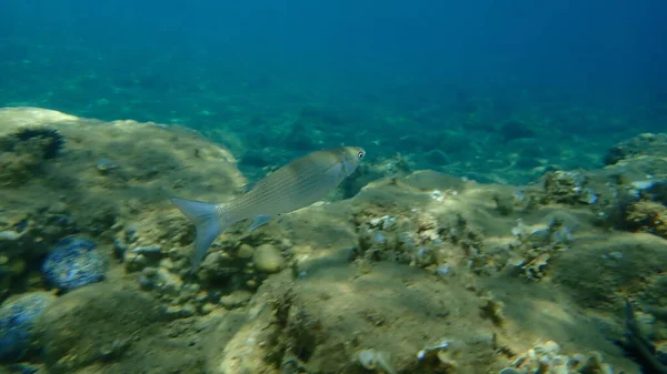 Flathead Grey Mullet Flathead Mullet Striped Mullet Mugil Cephalus Undersea — стокове фото