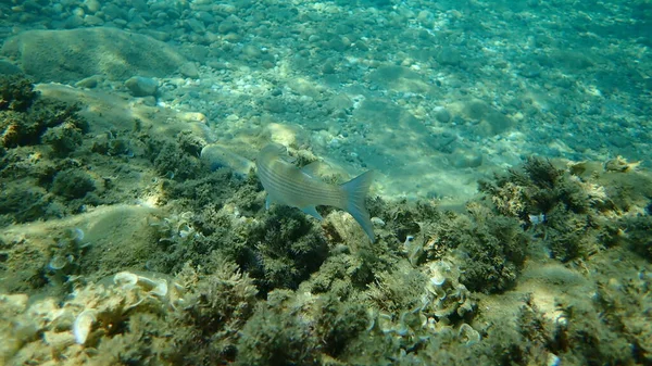 Flathead Meeräsche Flathead Meeräsche Gestreifte Meeräsche Mugil Cephalus Unterwasser Ägäis — Stockfoto