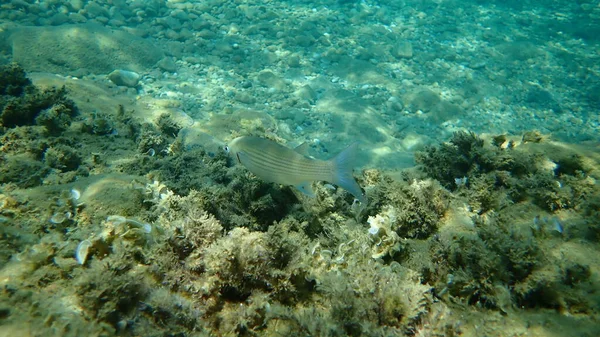 Salmonete Gris Salmonete Salmonete Rayado Mugil Cephalus Submarino Mar Egeo — Foto de Stock