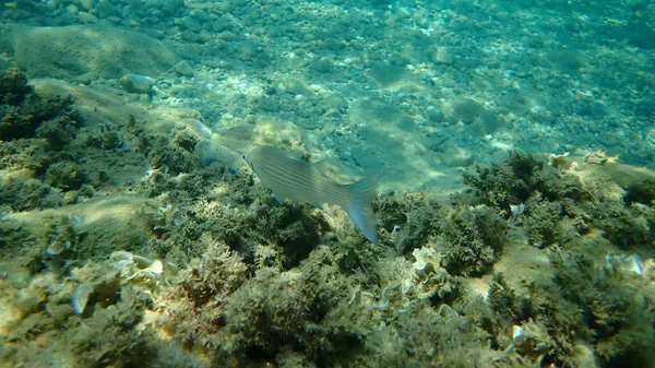 Düz başlı gri kefal, yassı başlı kefal, çizgili kefal (Mugil cephalus) deniz altı, Ege Denizi, Yunanistan, Halkidiki