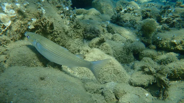 Düz başlı gri kefal, yassı başlı kefal, çizgili kefal (Mugil cephalus) deniz altı, Ege Denizi, Yunanistan, Halkidiki