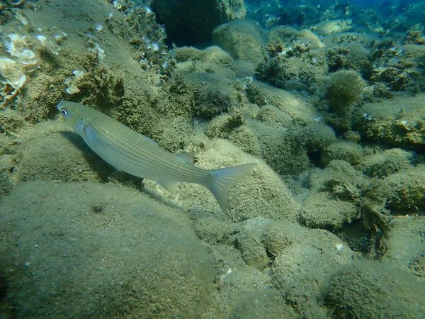 Salmonete Gris Salmonete Salmonete Rayado Mugil Cephalus Submarino Mar Egeo — Foto de Stock