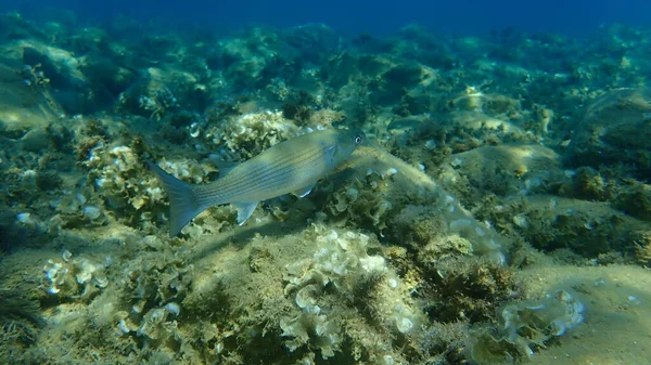 Flathead Meeräsche Flathead Meeräsche Gestreifte Meeräsche Mugil Cephalus Unterwasser Ägäis — Stockfoto