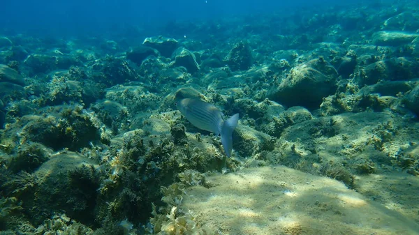 Flathead Grey Mullet Flathead Mullet Striped Mullet Mugil Cephalus Undersea — Stock Photo, Image