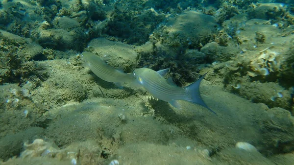 Düz başlı gri kefal, yassı başlı kefal, çizgili kefal (Mugil cephalus) deniz altı, Ege Denizi, Yunanistan, Halkidiki