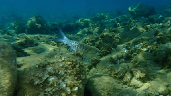 Flathead Triglia Grigia Triglia Testa Piatta Triglia Striata Mugil Cephalus — Foto Stock