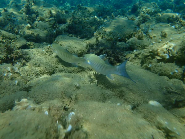 Düz başlı gri kefal, yassı başlı kefal, çizgili kefal (Mugil cephalus) deniz altı, Ege Denizi, Yunanistan, Halkidiki