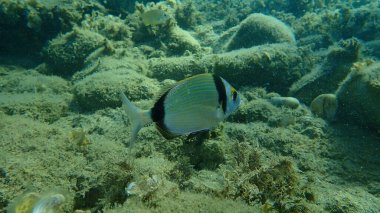 Denizaltı, Ege Denizi, Yunanistan ve Halkidiki ortak iki şeritli deniz çipleri (Diplodus vulgaris)