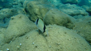 Denizaltı, Ege Denizi, Yunanistan ve Halkidiki ortak iki şeritli deniz çipleri (Diplodus vulgaris)