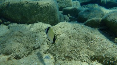 Denizaltı, Ege Denizi, Yunanistan ve Halkidiki ortak iki şeritli deniz çipleri (Diplodus vulgaris)