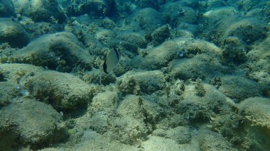Denizaltı, Ege Denizi, Yunanistan ve Halkidiki ortak iki şeritli deniz çipleri (Diplodus vulgaris)