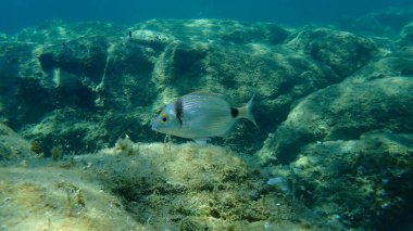 Denizaltı, Ege Denizi, Yunanistan ve Halkidiki ortak iki şeritli deniz çipleri (Diplodus vulgaris)