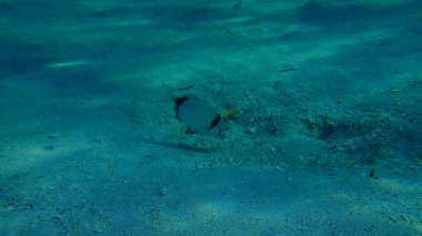 Denizaltı, Ege Denizi, Yunanistan ve Halkidiki ortak iki şeritli deniz çipleri (Diplodus vulgaris)