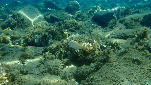 Pearly Razorfish Cleaver Strasse Xyrichtys Novacula Undersea Αιγαίο Ελλάδα Χαλκιδική — Φωτογραφία Αρχείου
