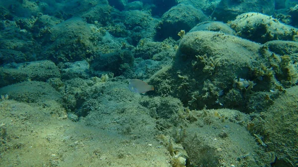 Pearly Razorfish Cleaver Wrasse Xyrichtys Novacula Undersea Aegean Sea Greece — Foto de Stock