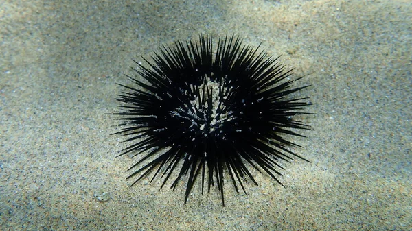 Ouriço Mar Negro Arbacia Lixula Submarino Mar Egeu Grécia Halkidiki — Fotografia de Stock