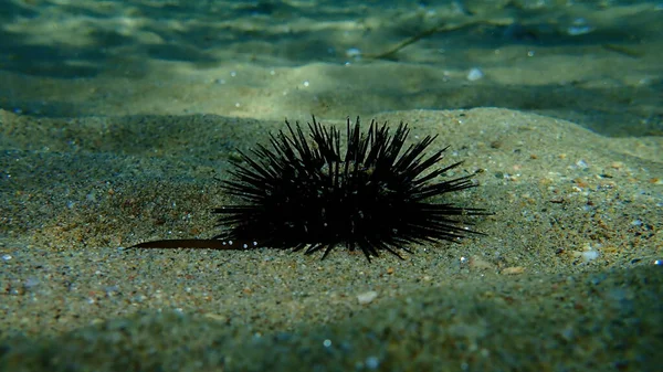 Black Sea Urchin Arbacia Lixula Undersea Aegean Sea Greece Halkidiki — Stock Photo, Image