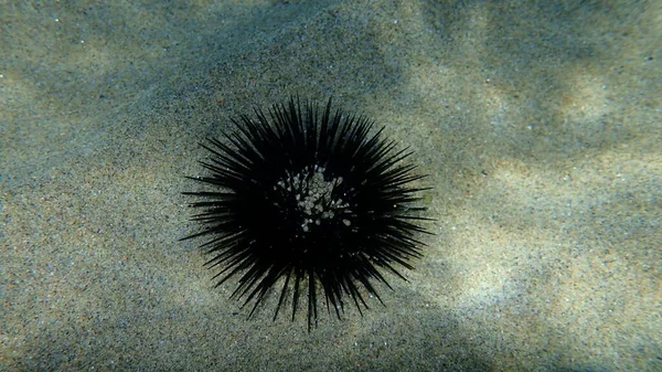 Ouriço Mar Negro Arbacia Lixula Submarino Mar Egeu Grécia Halkidiki — Fotografia de Stock