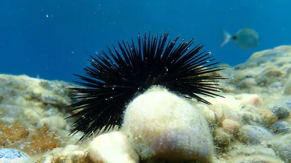 Černý Mořský Ježek Arbacia Lixula Pod Mořem Egejské Moře Řecko — Stock fotografie