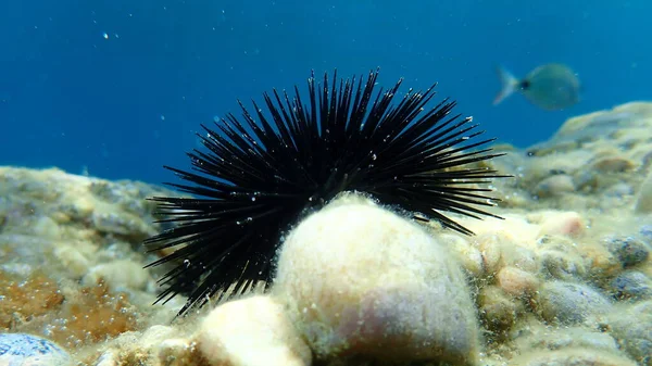 Black sea urchin (Arbacia lixula) undersea, Aegean Sea, Greece, Halkidiki