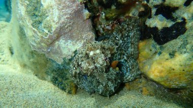 Ortak ahtapot (Octopus vulgaris) denizaltı, Ege Denizi, Yunanistan, Halkidiki