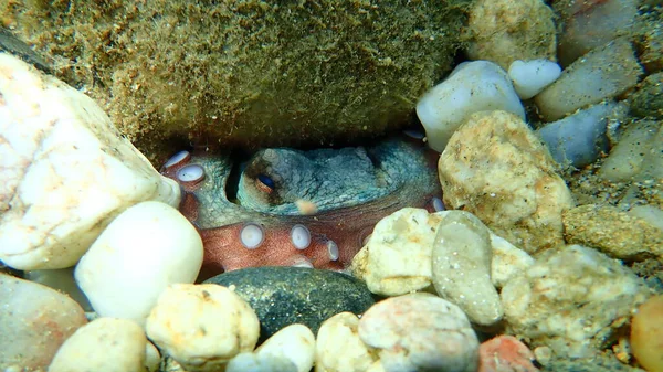 Polvo Comum Octopus Vulgaris Submarino Mar Egeu Grécia Halkidiki — Fotografia de Stock