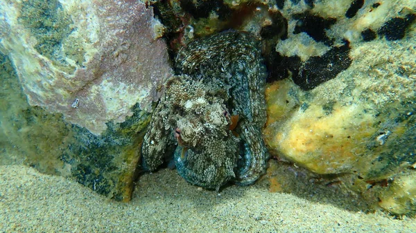 Pulpo Común Octopus Vulgaris Submarino Mar Egeo Grecia Halkidiki —  Fotos de Stock