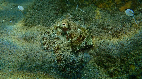 Közönséges Polip Octopus Vulgaris Tenger Alatt Égei Tenger Görögország Halkidiki — Stock Fotó