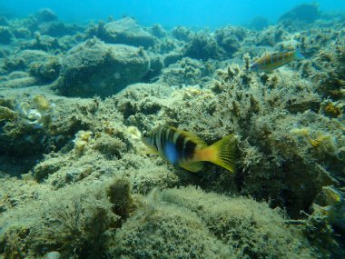 Boyanmış komando (Serranus scriba) denizaltı, Ege Denizi, Yunanistan, Halkidiki