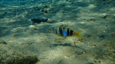 Boyanmış komando (Serranus scriba) denizaltı, Ege Denizi, Yunanistan, Halkidiki