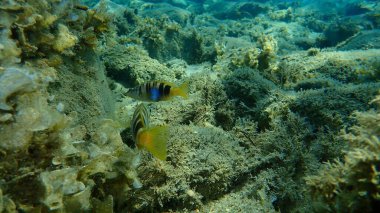 Boyanmış komando (Serranus scriba) denizaltı, Ege Denizi, Yunanistan, Halkidiki