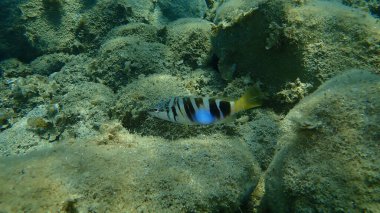 Boyanmış komando (Serranus scriba) denizaltı, Ege Denizi, Yunanistan, Halkidiki