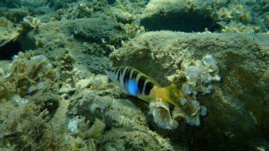 Boyanmış komando (Serranus scriba) denizaltı, Ege Denizi, Yunanistan, Halkidiki